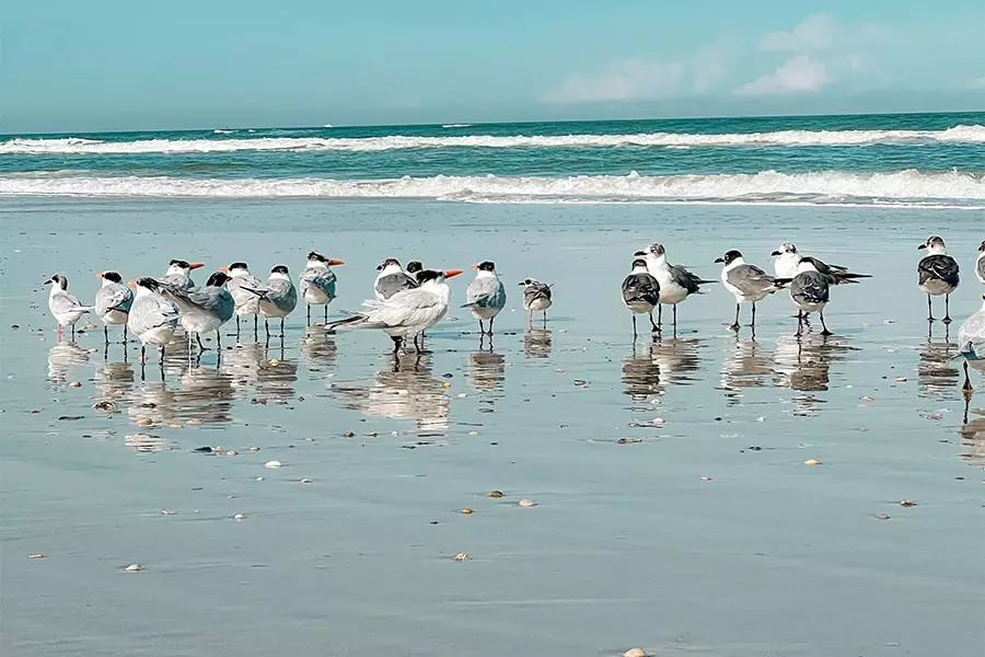 Jax Beach